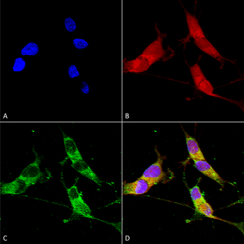VGLUT2 Antibody (FITC)