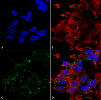 VGLUT3 Antibody (APC)