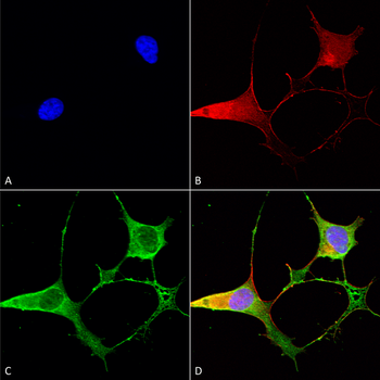 Ankyrin B Antibody (APC)