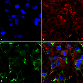 SLC38A1 Antibody (Biotin)