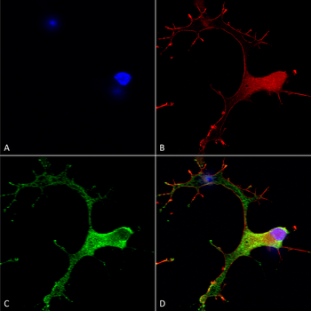 GABA B Receptor 1 Antibody (APC)