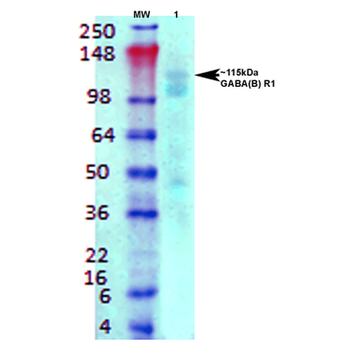 GABA B Receptor 1 Antibody (APC)