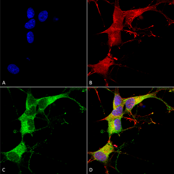 Ankyrin G Antibody (APC)