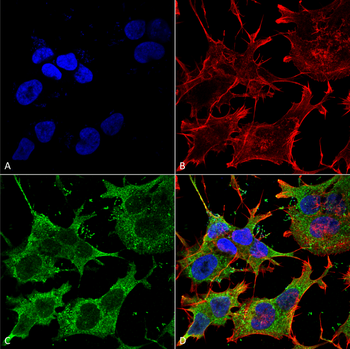 Ankyrin G Antibody (APC)
