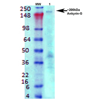 Ankyrin G Antibody (APC)