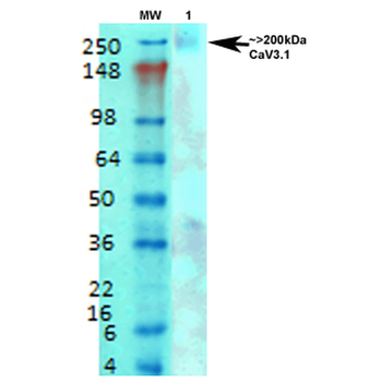 Cav3.1 Antibody (FITC)