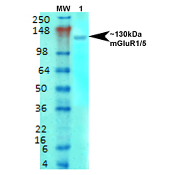 mGluR5 Antibody (APC)