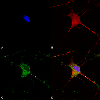 SUR1 Antibody (APC)