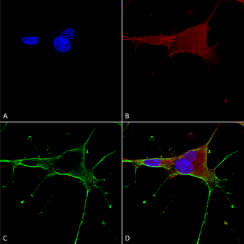GluN1 Antibody (APC)
