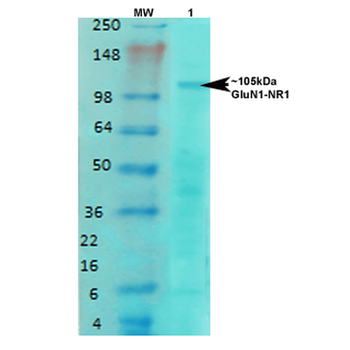 GluN1 Antibody (APC)