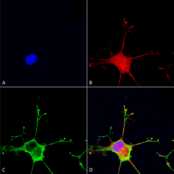 Dicer Antibody (APC)