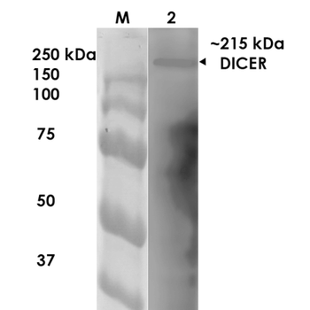Dicer Antibody (APC)
