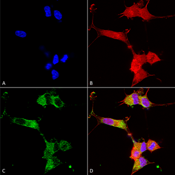 NALCN Antibody (APC)