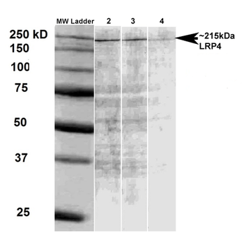 LRP4 Antibody (APC)