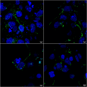 LRP4 Antibody (PerCP)