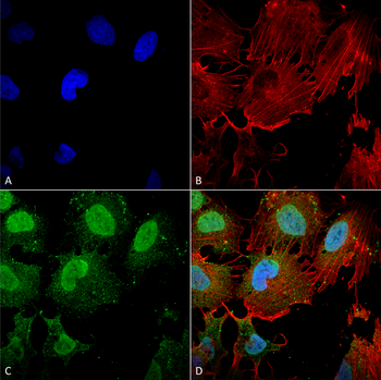 mGluR1/5 Antibody: HRP