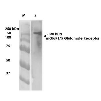 mGluR1/5 Antibody: HRP