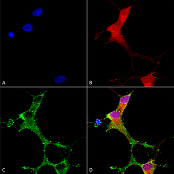 mGluR1/5 Antibody: RPE