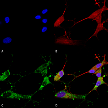 Stargazin Antibody (APC)