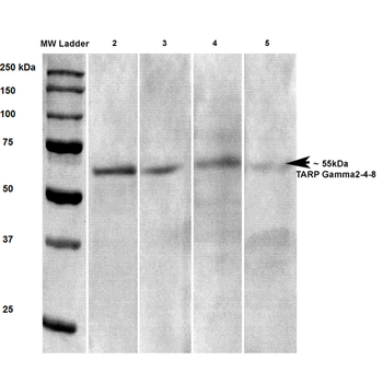 Stargazin Antibody (APC)