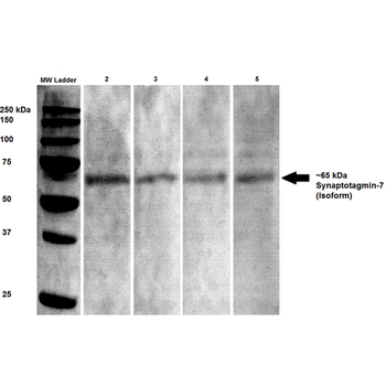 Synaptotagmin 7 Antibody (Biotin)
