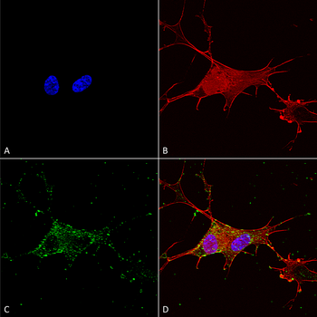 Synaptotagmin 7 Antibody (FITC)