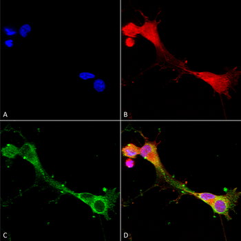 ASIC1 Antibody (APC)