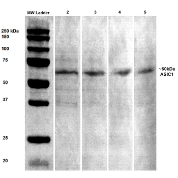 ASIC1 Antibody (APC)