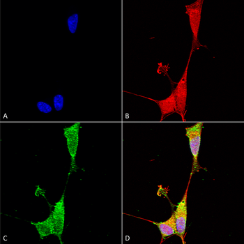 Brevican Antibody (APC)