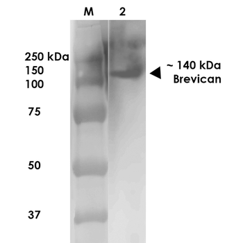Brevican Antibody (APC)