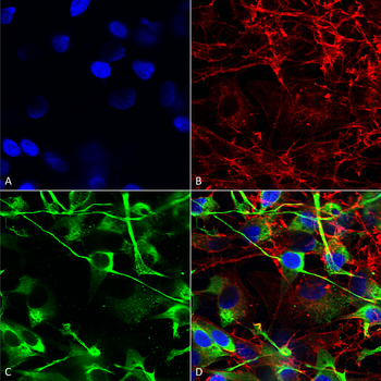 NMDAR2A NMDA Antibody (APC)