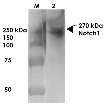 Notch1 Antibody (APC)