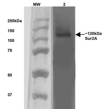 SUR2A Antibody (APC)