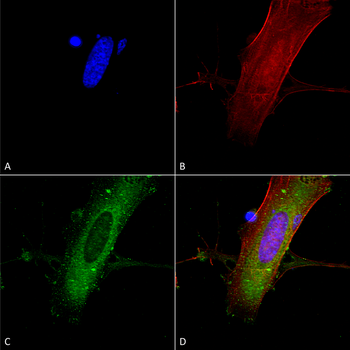 NR2A Antibody (APC)