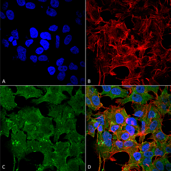 NR2A Antibody (APC)