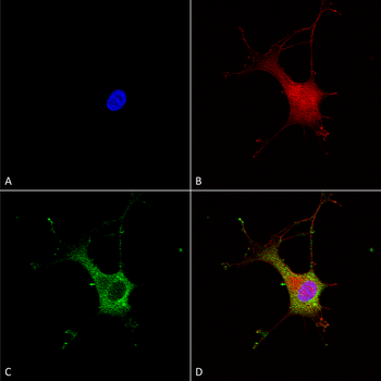 Alpha2C Adrenergic Antibody (APC)
