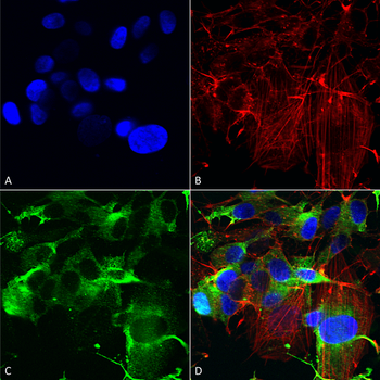 GluR1 Antibody (APC)
