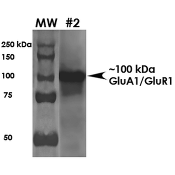 GluR1 Antibody (APC)