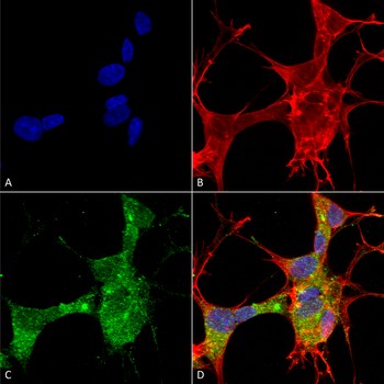 GFAP Antibody: HRP