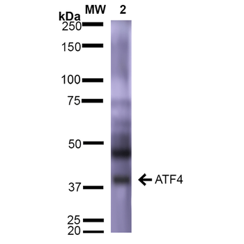 ATF4 Antibody (FITC)