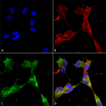 PINK1 Antibody (FITC)