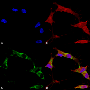 Protocadherin Gamma Antibody