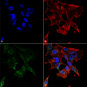 Protocadherin Gamma Antibody