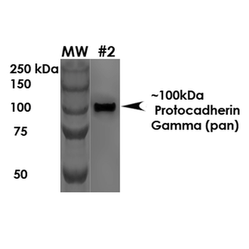 Protocadherin Gamma Antibody (FITC)