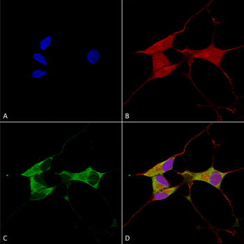 Mitofusin 2 Antibody: APC