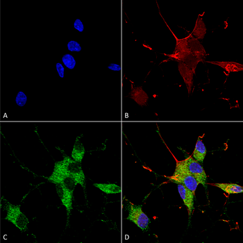 SHANK3 Antibody (PerCP)