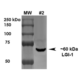 LGI1 Antibody: APC
