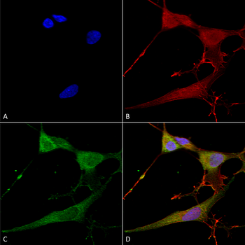 NrCAM Antibody (APC)