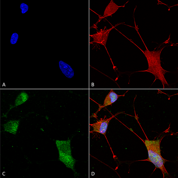 Neuroligin 1 Antibody (HRP)