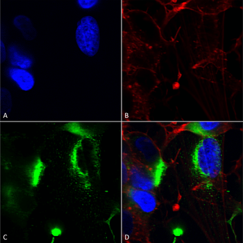 QKI Antibody (APC)